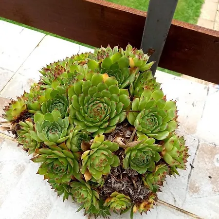 Apartment Sijakovic Mokra Gora