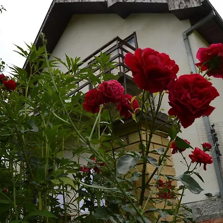 Sijakovic * Mokra Gora