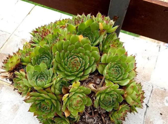 아파트 Sijakovic 모크라 고라