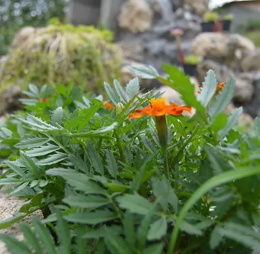 Sijakovic 모크라 고라