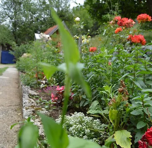 Sijakovic * 모크라 고라
