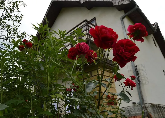 Sijakovic * 모크라 고라